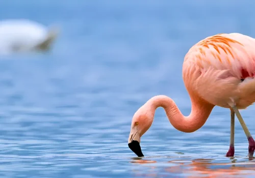 lake-manyara-national-park