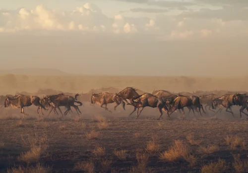 wildebeest migration